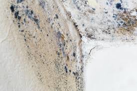 Best Residential Mold Inspection & Testing in Emigsville, PA